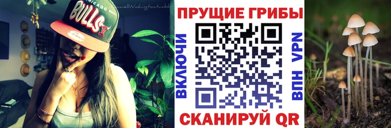 Псилоцибиновые грибы Cubensis  где можно купить   Новомосковск 